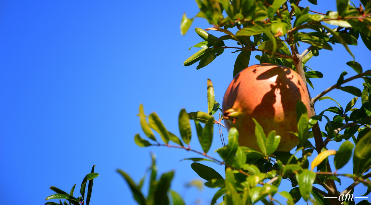 Ροδιά στο Ανήλιο